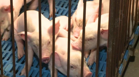 Pig Farm 036 库存影片 56796028