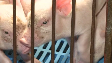 Pig Farm 037 Video stock 56737722