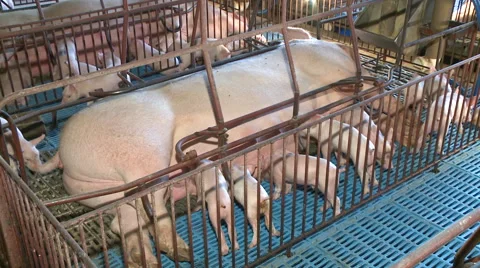 Pig Farm 041 Video stock 56739022