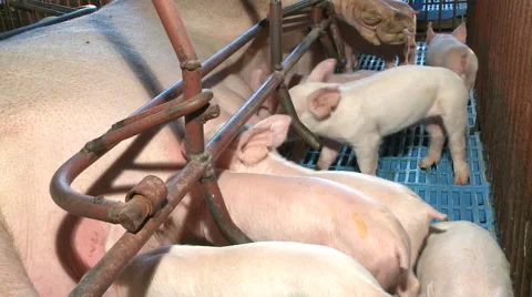 Pig Farm 043 库存影片 56739541