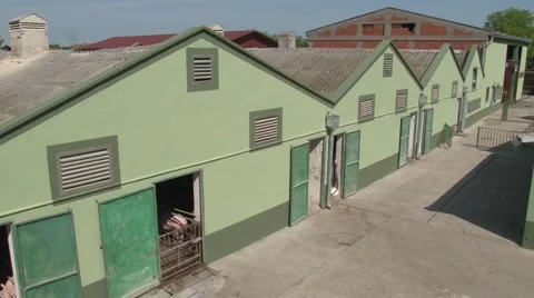 Pig farm closed type Видео 45650149
