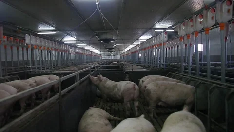 Pig farm compartment 4 level Stock Footage 81209925