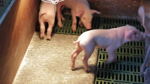 Pig farm in Eastern Europe Video stock 63298972