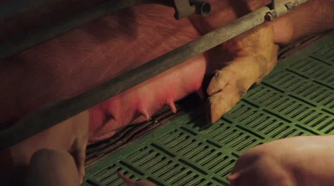 Pig farm in Eastern Europe Video stock 63301805
