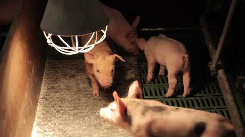 Pig farm in Eastern Europe Video stock 63302904