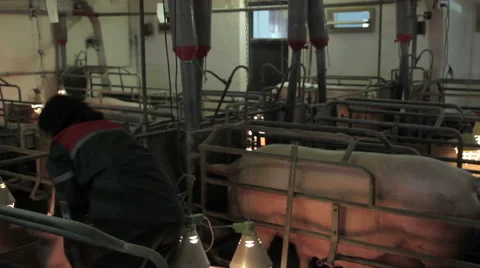 Pig farm in Eastern Europe Video stock 63304479