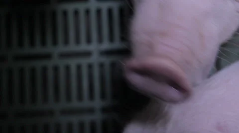 Pig farm in Eastern Europe Stock Footage 63306345