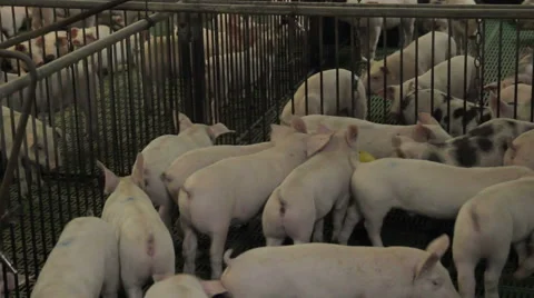 Pig farm in Eastern Europe Stock Footage 63307285