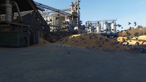 Pig farm, feed mill,aerial Stock Footage 74227802