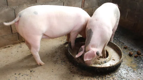 Pig farm feeding. Stock Footage 54449916