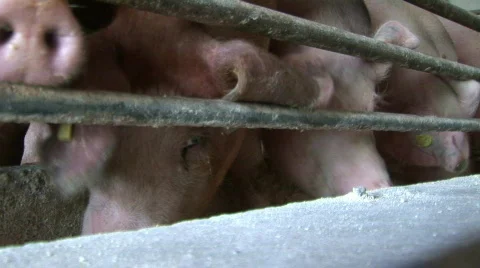 Pig farm Stock Footage 736987