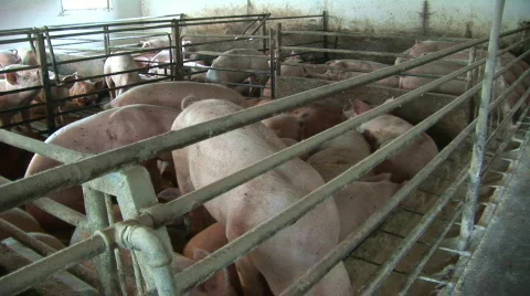 Pig farm Stock Footage