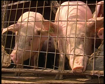 Pig Farm Stock Footage