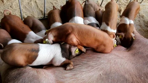Pig farm Video stock 744245