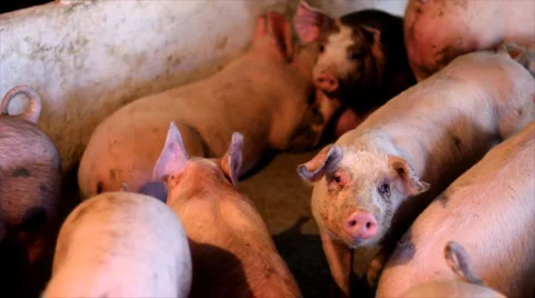 Pig Farm Video stock 1847967