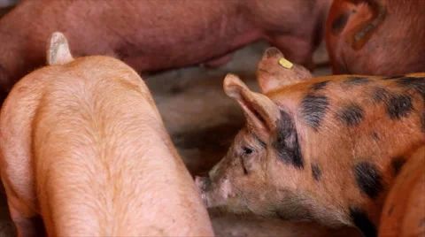 Pig Farm Video stock 1847992