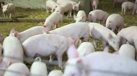 Pig farm 스톡 동영상 10847385