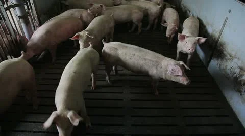 Pig Farm Video stock 11018824