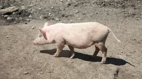 Pig on the farm. Stock Footage 12289345