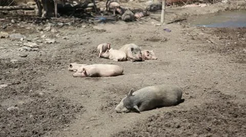 Pig farm 库存影片 12292824