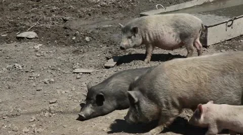 Pig farm 库存影片 12293053