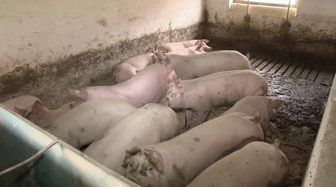Pig farm Stock Footage 43797560