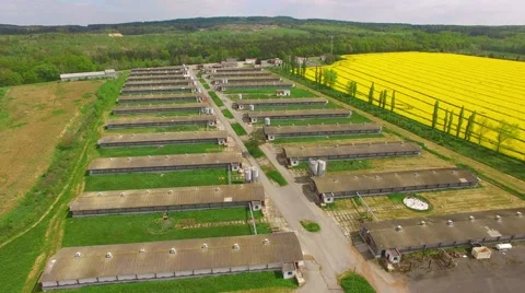 Pig farm. Stock Footage 63315768
