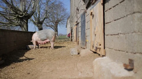 PIg in a farm Stock Footage 86053855