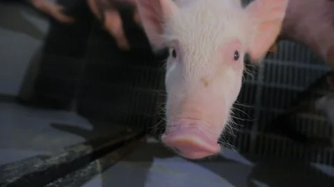 Pig Farm 库存影片 89575627