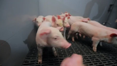 Pig Farm 库存影片 89575650