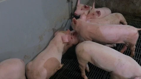 Pig Farm 库存影片 89575717