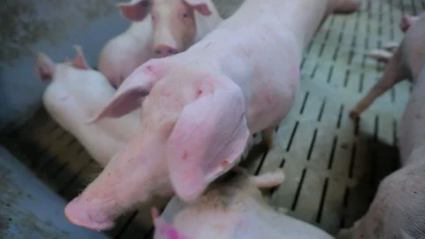 Pig Farm 库存影片 89575744
