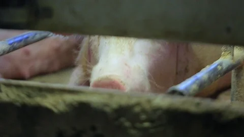 Pig Farm Stockbeeldmateriaal 89575837