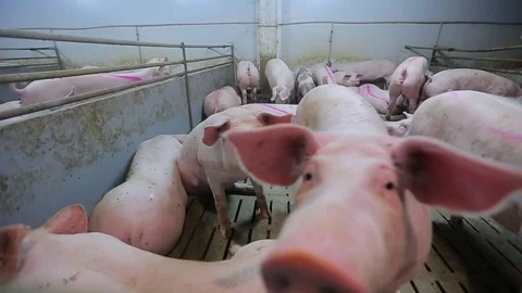 Pig Farm 库存影片 89575838