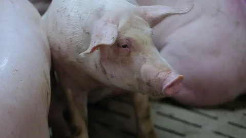 Pig Farm Stockbeeldmateriaal 89575843