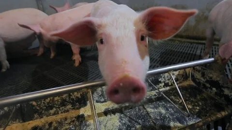 Pig Farm 库存影片 89575889