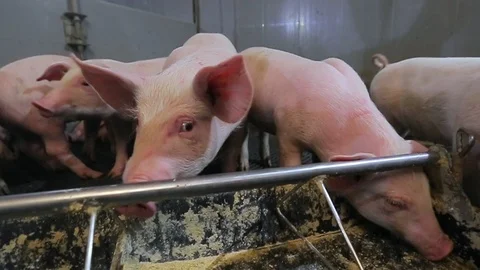 Pig Farm 库存影片 89576028