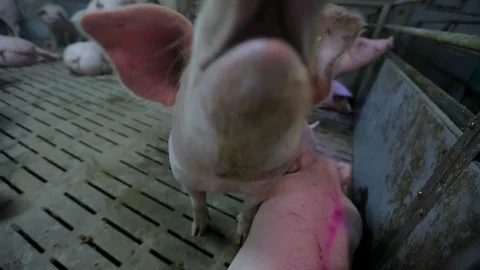 Pig Farm 库存影片 89576063