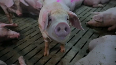 Pig Farm 스톡 동영상 89576200