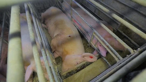 Pig Farm 스톡 동영상 89576270