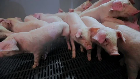 Pig Farm 스톡 동영상 89576384