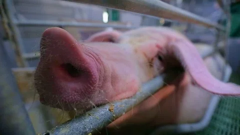 Pig Farm 스톡 동영상 89576414