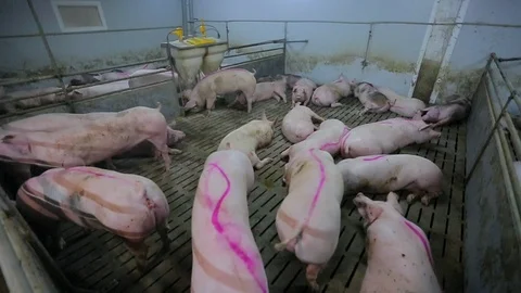 Pig Farm 스톡 동영상 89576464