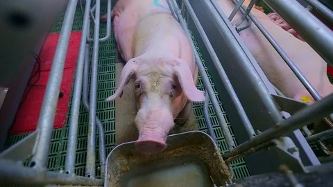Pig Farm 스톡 동영상 89576988