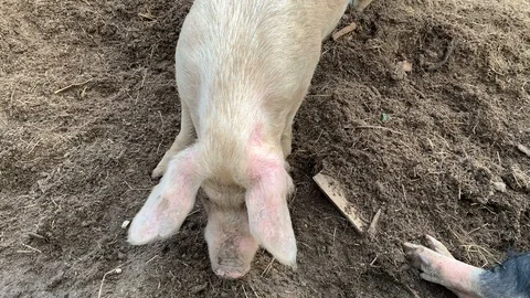 Pig Farm Stock Footage 107131968