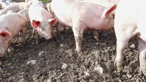Pig Farm Stock Footage 156845221