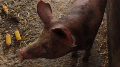 Pig On The Farm Stock Footage 166147496