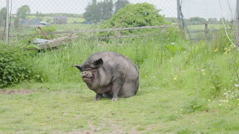 A pig on a farm Video stock 242800258