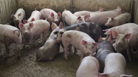 Pig farm husbandry Stock Footage 82255264