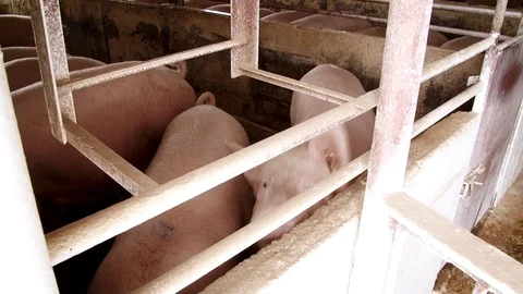 Pig farm inside close view. Meat producement. Pork production. Stock Footage 118245530